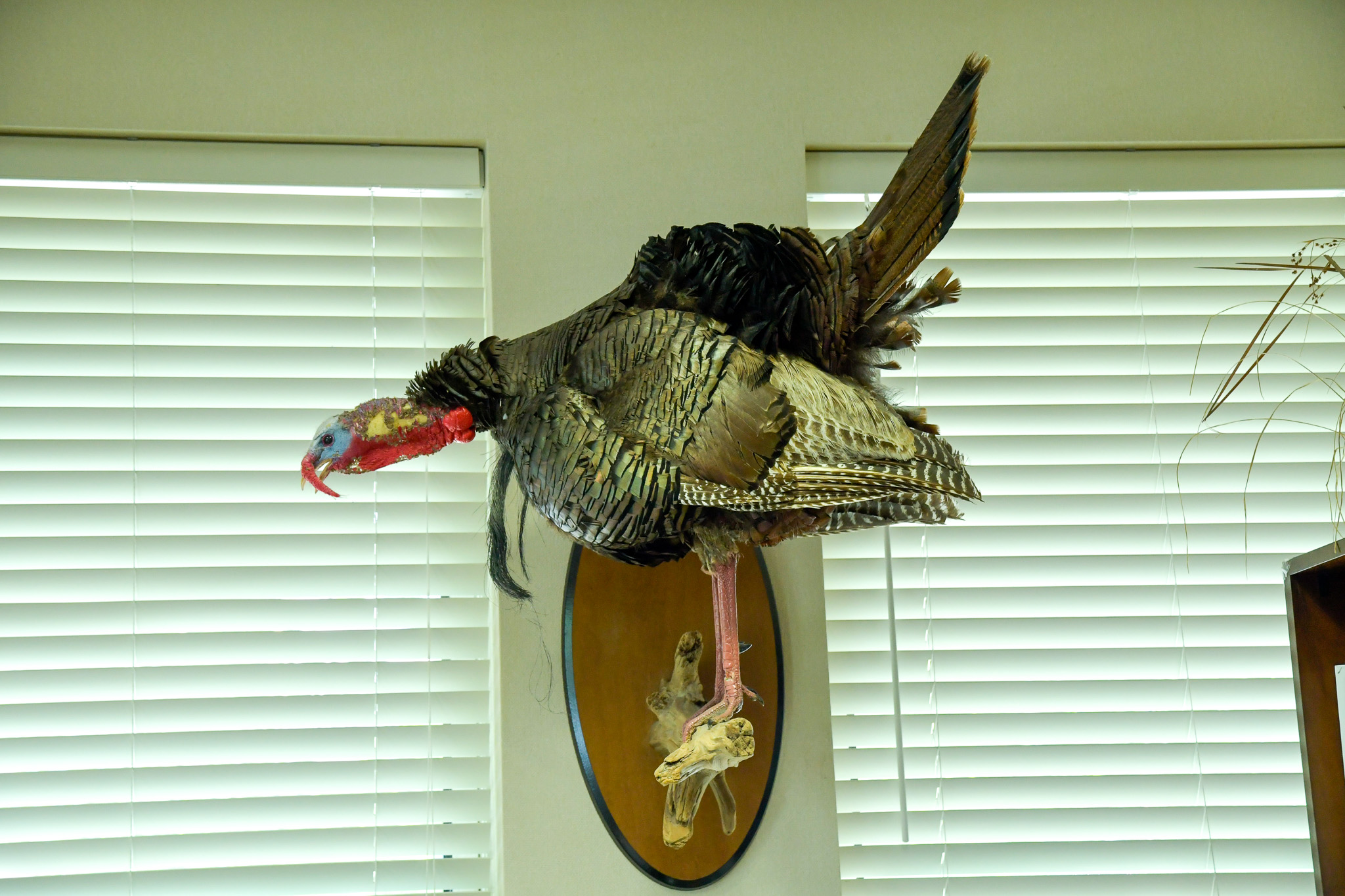 turkey 3