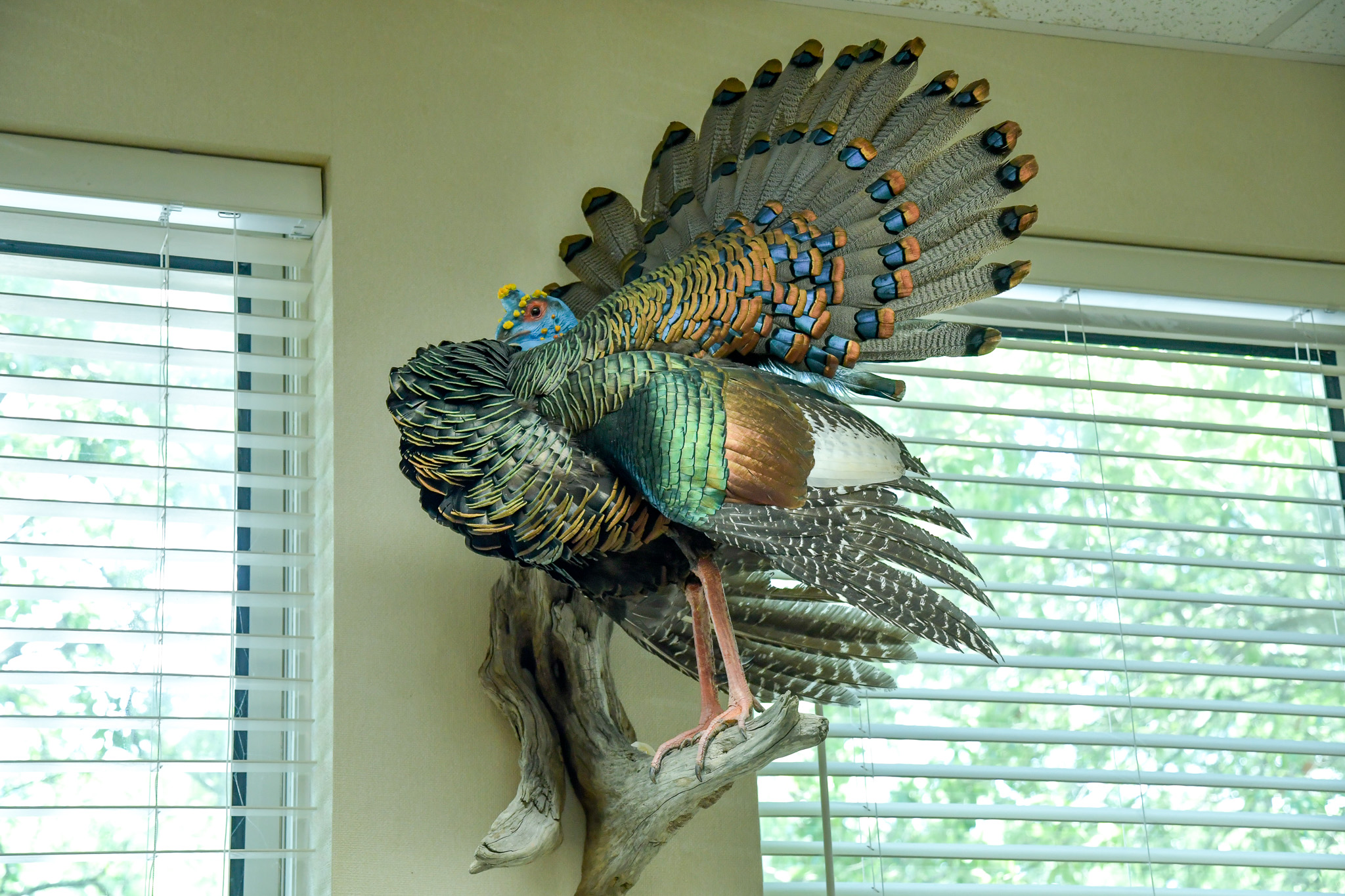 turkey 2